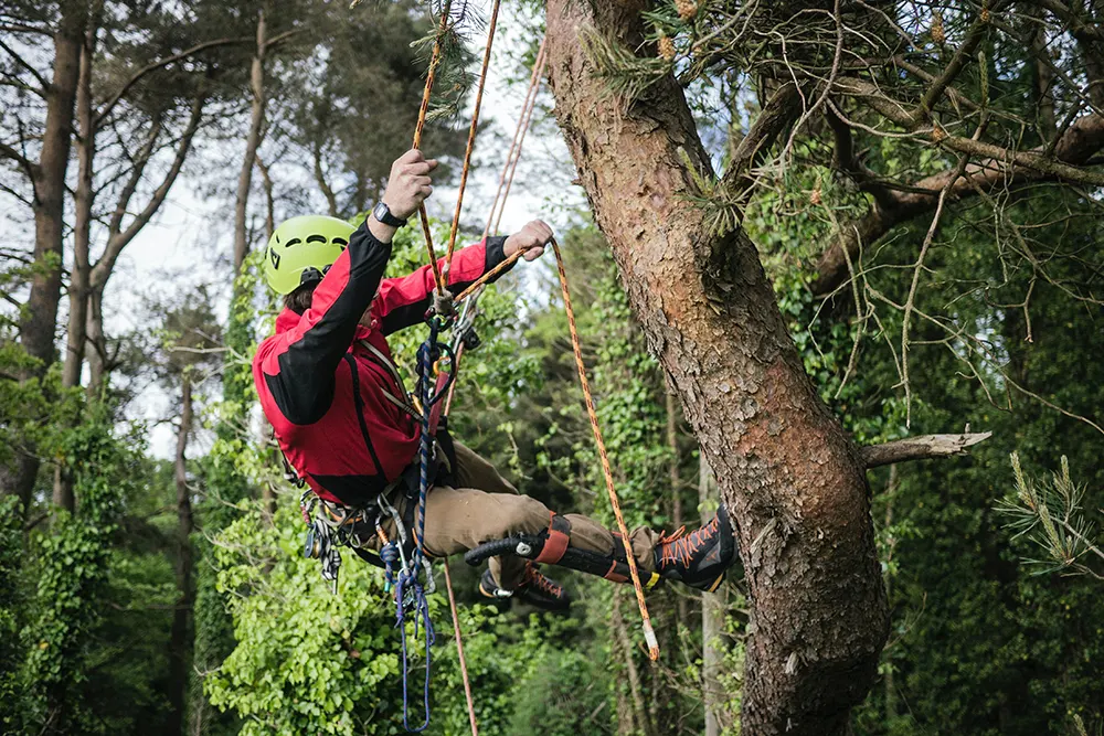 Best Tree Climbing Harness of 2024